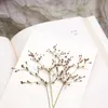 Fleurs décoratives 120pcs pressés Herbarium de fleur de fleu