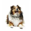Hundtagg Personliga husdjurs-ID-taggar Glänsande Bengravering Namn Kattunge Puppy Anti-Lost Collar Mirror för Cat Namnplatta PETS