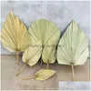 Decorative Flowers Wreaths 1Pc Dried Flower Natural Pu Fan Leaf For Diy Home Shop Display Decoration Materials Preserved Leaves Pa Dhoaj