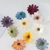 Fiori decorativi 50pcs seta fiorita artificiale margherita per ghirlande natalizia