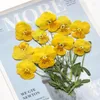 Decoratieve bloemen 120 stks geperste gedroogde altviool cornuta stengel bloemen herbarium voor hars epoxy sieradenkaart bookmark frame telefoonhoesje gezicht