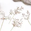 Fleurs décoratives 120pcs pressés Herbarium de fleur de fleu