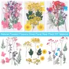 Dekorativa blommor Färgglada hartsformfyllningsljuset gör scrapbooking dekoration pressade blandade blad verklig växt naturligt torkad blommig