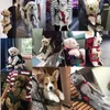 Hondendrager Mesh Backpack voor Cat Kiten Kleine puppy Dier Outdoor Transport Travel vooraan Tas Chihuahua Yorkshire Pet Goods
