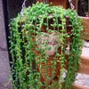 Decorative Flowers Artificial Succulent Plants Fake Green Plastic Bead Lover Tear Rattan Home Wall Hanging Flowerpot Decor