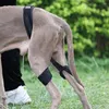 Appareil de chien Soutien du genou réglable pour les petits chiens moyens pour animaux de compagnie Puppy Jambe Protector Blessury Récupération