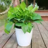 6 Pack Hydroponic Flower Pot Plastic Self Watering Planter Flowerpot Office Garden Plants Basket Nursery Pots Home Decoration 240410