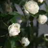 Dekorativa blommor Simulerade blommor realistiska hängande konstgjorda rosgröna växter för hembröllopsdekor långvarig faux silkeväggstaket