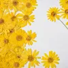 Dekorativa blommor 24 st/3-6 cm huvud natur pressad anthemis blomma färska gula kronblad diy växt po ram ansikte makeup dropp limtelefon fodral