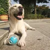 Caitec chien jouet incroyable squeaker balle durable foliaire morsure élastique résistante pour lancer la poursuite de la recherche de nourriture pour le chien moyen 240418