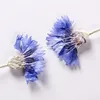 Fleurs décoratives 60pcs pressés centrerea Cornflower fleur de fleur de fleur plantes herbier pour les bijoux en résine époxy fabriquant un nail art du maquillage