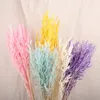 Acquista 2 fiori secchi con coda di coniglio in erba premium Pampas Reed Immortal secchi di nozze Decorazione di decorazioni per feste 240419