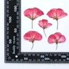 Dekorativa blommor 4-5cm/24 st. True Geranium Flowal Penal Pressed DIY Handklistermärken Lim Droppar Telefonfodral Bokmärke Presentkort Flores Material Material