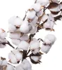 Fleurs décoratives 1PC 20 pouces countrales séchées vivant en coton naturel Coton Boll Fleur Couronne pour la porte de la porte de la ferme Décoration