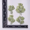 Fiori decorativi 120pcs pressati Metasequoia STEM STEM Flower Herbarium per gioielli cartolineorscarda Telefono Telefono Face Upceup Lampada