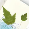 Decorative Flowers 60pcs Pressed Dried Camellia Japonica L Leaf Flower Herbarium For Resin Epoxy Jewelry Card Bookmark Frame Phone Case