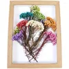 Fiori decorativi 5-10 cm Naturale secco Mille preservato Fiore secca secca Ozothamnus Diosmifolius Fai da te per la fabbricazione di candele in resina 20g