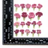 装飾的な花60pcsプレス乾燥したdianthus chinensis flower herbarium for樹脂エポキシジュエリーカードブックマークフレーム電話ケースメイク