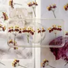 装飾的な花60pcsプレスドライフラワーダンスコダリ酸エポキシジュエリーのためのブックマーク電話ケースメイクアップネイルアートクラフトDIY