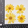 Dekorativa blommor 24 st/3-6 cm huvud natur pressad anthemis blomma färska gula kronblad diy växt po ram ansikte makeup dropp limtelefon fodral