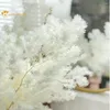 Dekorativa blommor Eternal Torked Natural Plant Bouquet Penglai Pine for Art Window Display Weddings and Events Decoration Nordic Home Decor