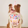 Dog Apparel 1 Set Birthday Suit Easy To Wear Bib Headgear Hat Neckerchief Pography Prop