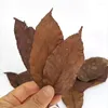 Decorative Flowers Natural Dried Leaves Biodegradable For Resin Jewelry Making Scrapbooking DIY Crafts Tools Accessories10pcs /Bag