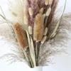 Fleurs décoratives Pampas Pampas Sèche Bouquet Floral Vase Vase Decoration Elfine Grass Natural Tails Anches Anomalies Pampa