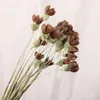 Decorative Flowers 10pcs Real Mini Happy Fruit Handmake Craft Dry Flower Natural Dried Wedding Office Table Home Decoration Accessories