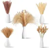 Dekorativa blommor 100st/Lot Cream Pampas Grass Fluffy Room Phragmites Decoration Natural Tail Dried Bouquet Boho Home Decor