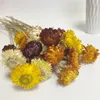 Kwiaty dekoracyjne 30pcs Naturalne stokrotki suszone bukiety kwiecorowe Daisies