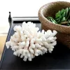 Aquariums Natural White Coral Aquarium Coral Shell Sea Snail Fish Tank Office Furnishing Aquarium Landscaping Coral Reef