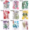 Dekorativa blommor Färgglada naturliga torkade blommorpressade blandade blad Verklig växthartsform Fyllning Diy Material Scrapbooking Decoration