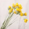 Decorative Flowers 10pcs Real Mini Happy Fruit Handmake Craft Dry Flower Natural Dried Wedding Office Table Home Decoration Accessories