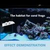 Akvarier SPS Coral frag plug stativ Rack Akryl Aquarium Reef för att placeras i marina källor Fisk tankdekoration Tillbehör