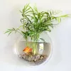 Akvarier 1 Set Flower Vase Hydroponic Clear Wall Mounted Hanging Fish Tank Fashion Flower Pot Hanging Glass Vase Decorative Home Decor