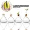 花瓶アボカドシードスターターVaseクリア耐熱ガラスプランターツリーグローニングラバーのための植物ポットギフト