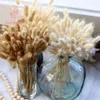 Dekorativa blommor fluffiga svansar gräs torkad natur pampas vass bröllop bukett julfest trädgård dekor boho hem diy dekoration