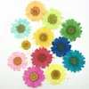 Decorative Flowers 120 Pcs Pressed Press Dried Daisy Dry Flower Plants For Epoxy Resin Pendant Necklace Jewelry Making Craft DIY Accessories