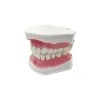 Heads Standardowy model nauczania dentystycznego z szczoteczką do zębów dla techników praktyka zastępcza zębów studenci studiujący edukację
