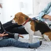 Hundkläder Namn Tagknapp Nyckelring Personliga taggar Zinklegering Spänneklämmor för krage