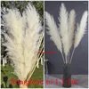 Fleurs décoratives 110 cm Grand panache Dry Pampas Pampas Fluffy Grass Boho Décor de mariage Boho Natural Real Preserved Flower Home Garden