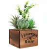 Fiori decorativi 1 set di succulento succulento artificiale Ornament Bonsai Office Home Office Faux