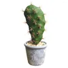 Decoratieve bloemen kunstmatig sappig duurzaam gebruik veel gebruik nep plantensimulatie potten eenvoudige cactus tuindecoratie voor