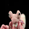 Cushions New Simulation Pink Orchid Mantis Plush Toy Cute Malaysian Orchid Praying Mantis Hymenopus coronatus Knife Mantis Doll Gift