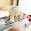 Giocattoli 5pcs Feather Cat Teaser Toys for Cat Interactive Feather Wands Toy Funny Pet Cat Stick Cat Kitten Wand Bell Bell Toy Color Random Color