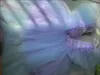 Focusnorm 2 couleurs 1-8y princesse kids girl girl fête robe sleeve mouche paillette plume tulle dentelle patchwork tutu bow 240418