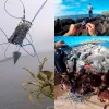 Accessories Dr.Fish Crab Trap with 8 Loops Crab Snare Bait Trap Tool Stainless Steel Crab Catcher Hairy Crab Sea Fishing Crab Lobster