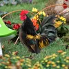 庭の装飾装飾挿入鶏ヤードの装飾品のための鶏の庭の装飾品アクリルサイン外のステークス屋外の杭のサイン