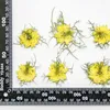 Dekorativa blommor 120st kärlek i en dimstillverkare Främjande torkad pressad för ljus / bokmärke dekoration